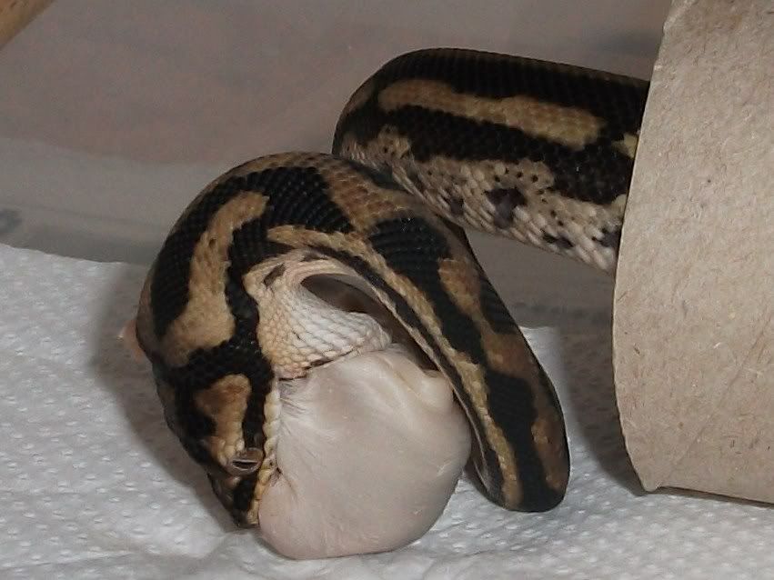 Carpet python feeding Reptile Forums