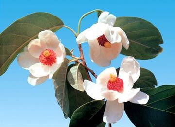  photo magnolia_zps47916385.jpg