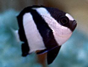 damselfish2.jpg