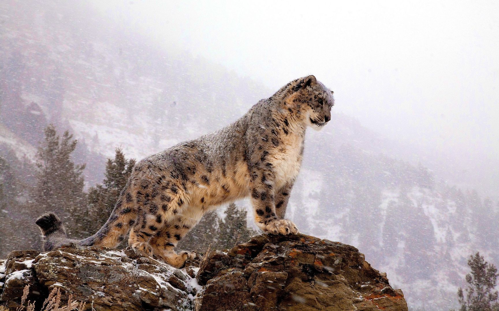 Snow-Leopard-Watch_zps0d255381.jpg