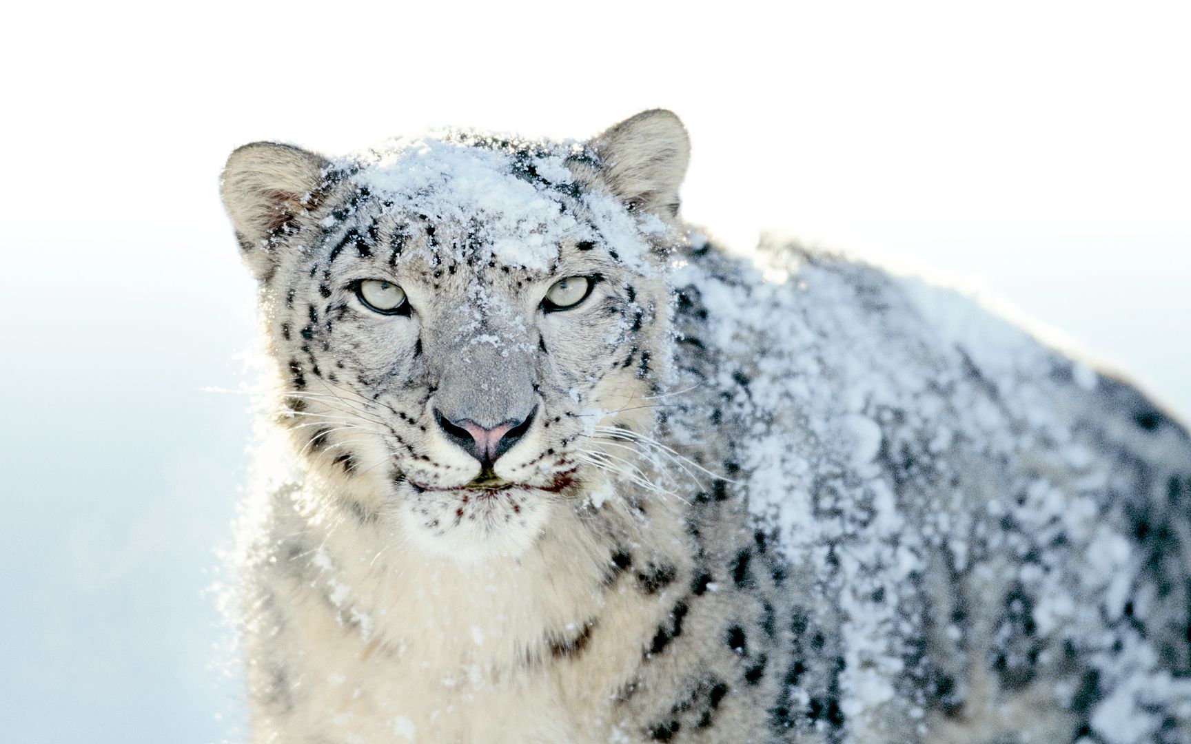 Snow-Leopard_zpsa950cba5.jpg