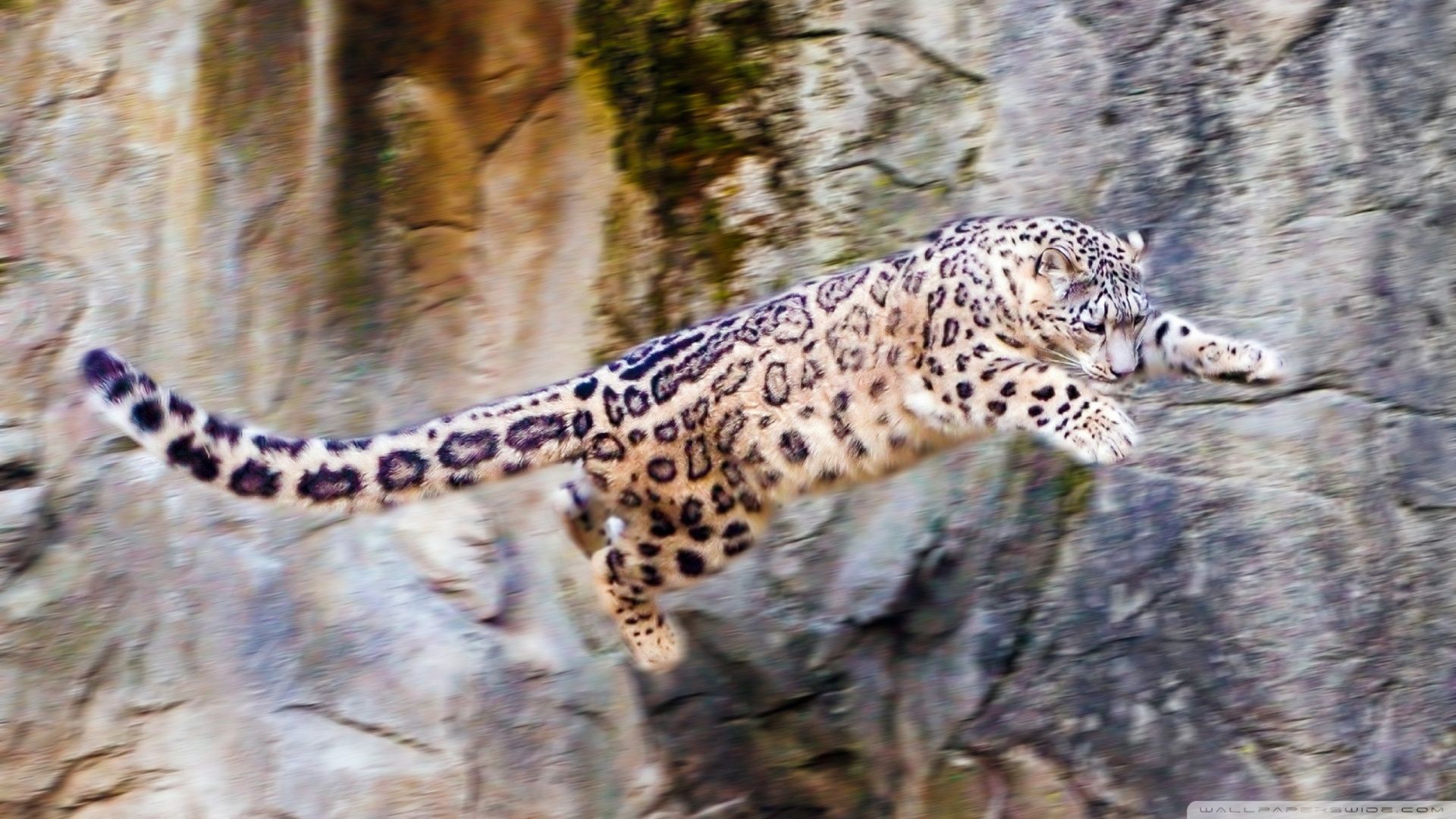 snow-leopard-flying_00448225_zpsecbd3fd1.jpg