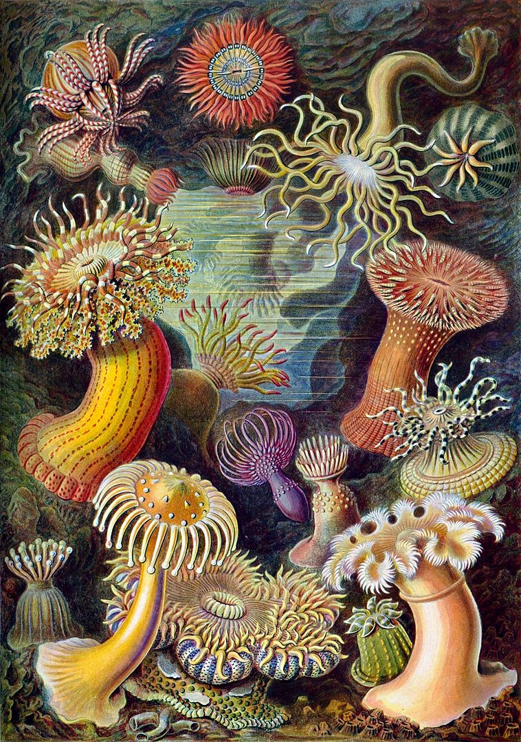 Ernst-Haeckel-Paintings-11_zpsf9759f1c.jpg