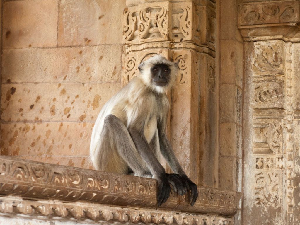 khajuraho-india-animals-a-a-monkey-sitting-at-the-entrance-to-the-vishwanath-temple_zpsdfdb6d81.jpg