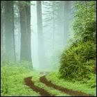 Forest.jpg