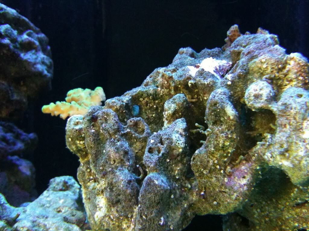 Vermetid Snails Killing My Corals Help Please Reef Central