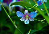 Thai Orchid
