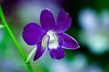 Thai Orchid
