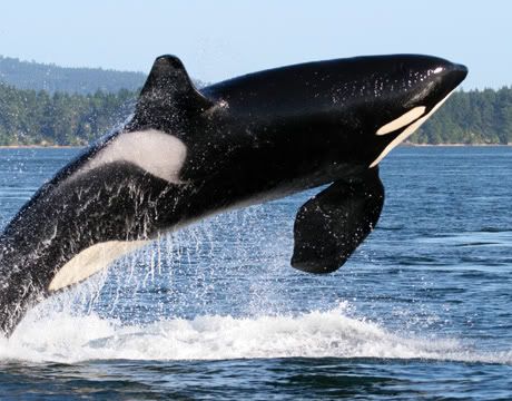[PokeCommunity.com] If you were an animal, which would you be and why?